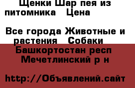 Щенки Шар пея из питомника › Цена ­ 25 000 - Все города Животные и растения » Собаки   . Башкортостан респ.,Мечетлинский р-н